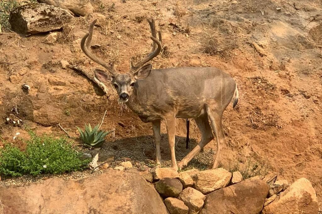 فيلا In The Oaks ثري ريفرز المظهر الخارجي الصورة